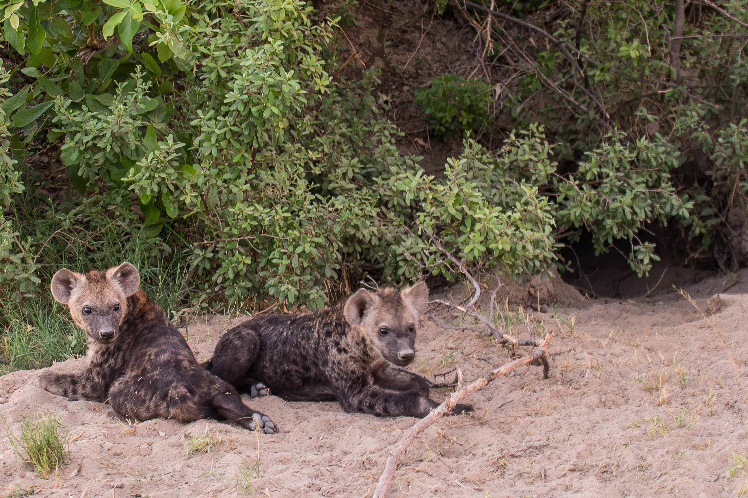 Hyènes tachetées (Spotted hyaena, Crocuta crocuta), 2 juvéniles jouant devant l'entrée de leur terrier, Shinde, Delta de l'Okavango, Botswana.